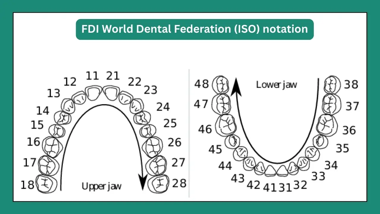 What Is Teeth Naming Guide To Dental Teeth Number Systems