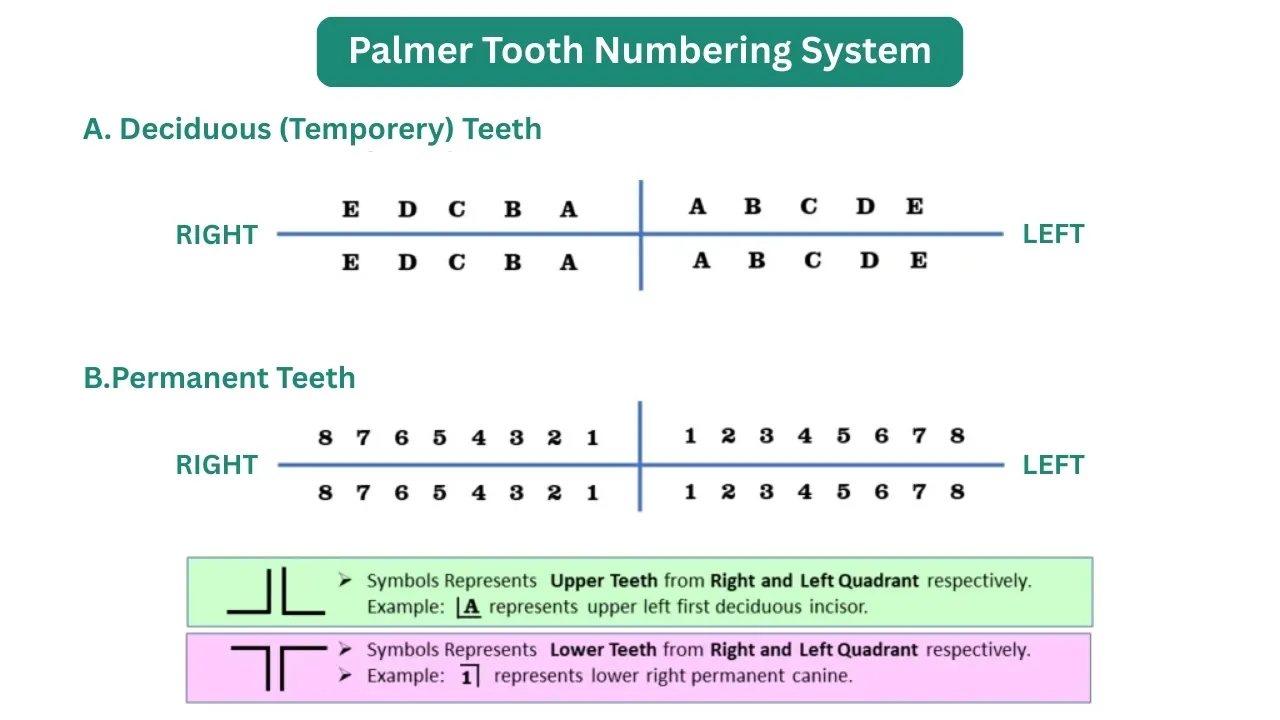 Palmer-Tooth-Numbering-System