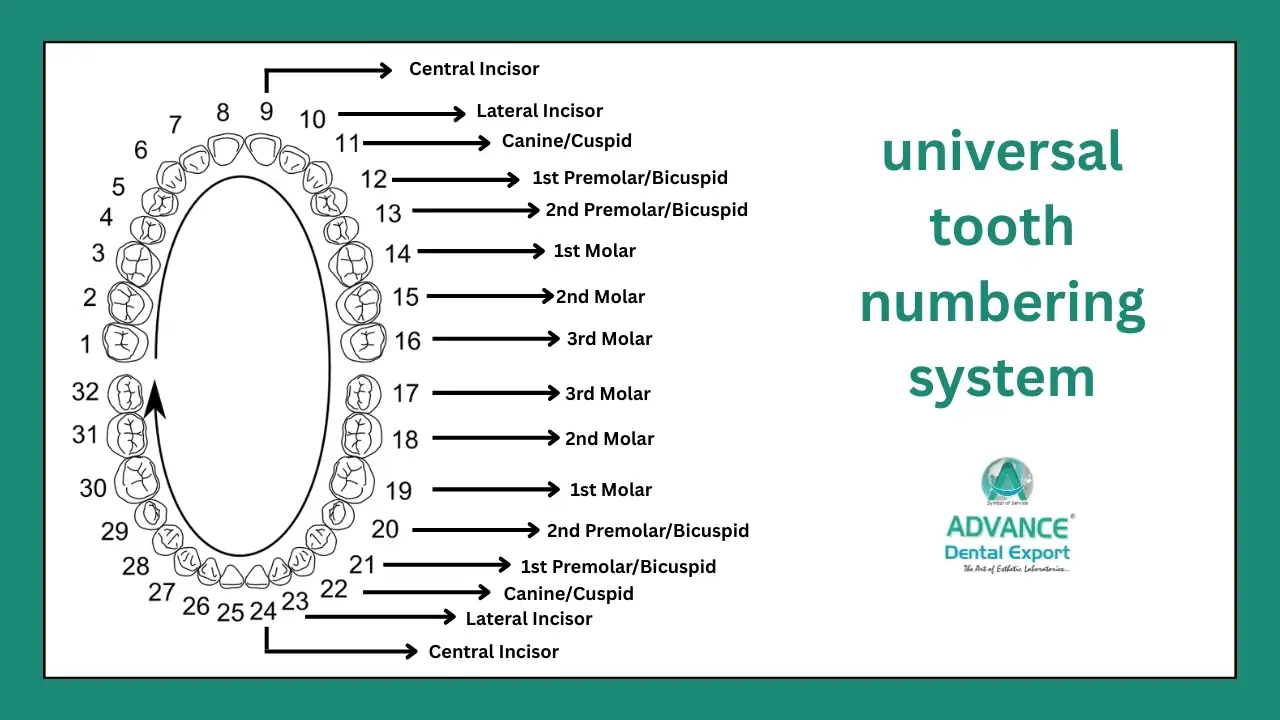 Universal-Tooth-Numbering-System